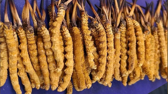 那曲新鮮<a href=http://m.ddhuz.com/jianbie/ target=_blank class=infotextkey>冬蟲夏草鑒別</a>