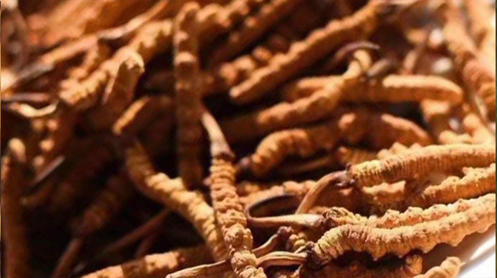 野生<a href=http://m.ddhuz.com/jiage/ target=_blank class=infotextkey>冬蟲夏草多少錢</a>一克