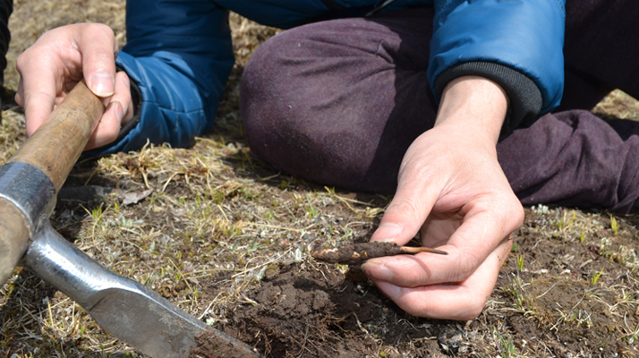 怎樣鑒別<a href=http://m.ddhuz.com/tag/6.html target=_blank class=infotextkey>冬蟲夏草的產(chǎn)地</a>