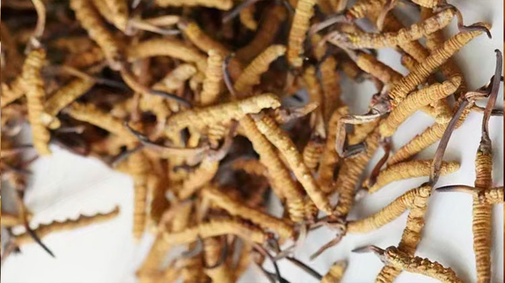 天然<a href=http://m.ddhuz.com/jiage/ target=_blank class=infotextkey>冬蟲夏草多少錢</a>一克