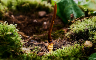 純天然野生新鮮冬蟲夏草：大自然的珍稀饋贈