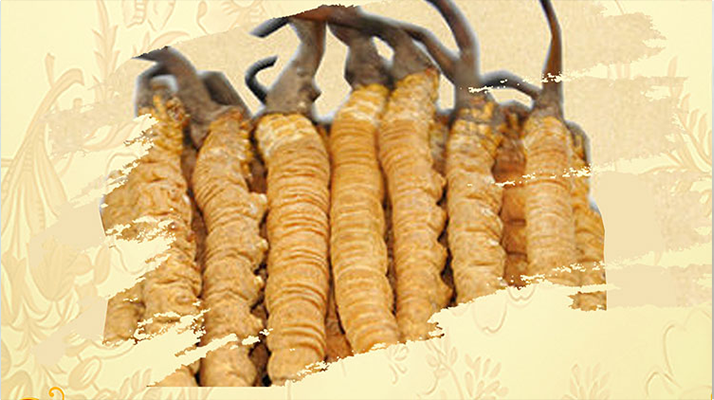 <a href=http://m.ddhuz.com/ target=_blank class=infotextkey>冬蟲夏草</a>夏天如何保存