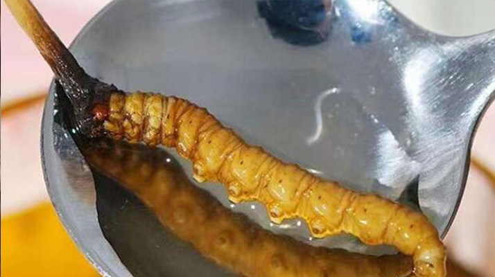 新鮮冬蟲夏草泡水時間