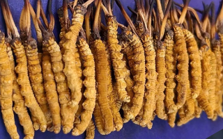冬蟲夏草可以調(diào)理好鼻炎嗎