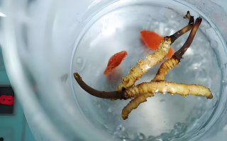 冬蟲夏草一天長多少株正常？揭開“靈芝之王”的成長秘密