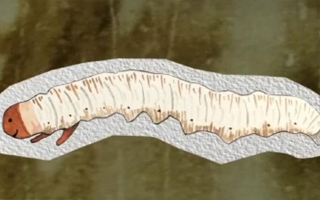 冬蟲(chóng)夏草的秘密：全面解析其成分的神奇奧秘