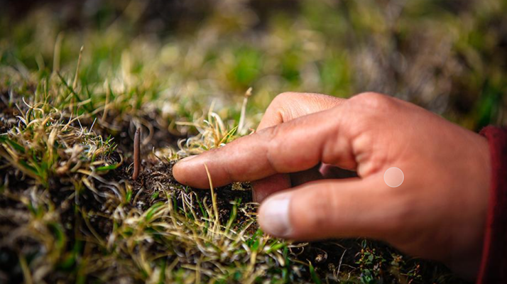 冬蟲夏草怎么找？自然采挖與市場獲取全指南