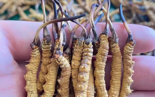 一盒冬蟲夏草多少錢？從規(guī)格到定位的價格解析