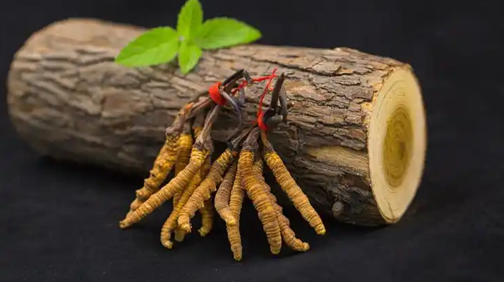 冬蟲夏草一開始長(zhǎng)什么樣？從幼蟲到蟲草雛形的生長(zhǎng)歷程