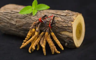 冬蟲夏草一開始長(zhǎng)什么樣？從幼蟲到蟲草雛形的生長(zhǎng)歷程