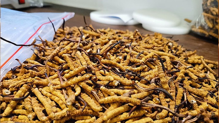 冬蟲夏草：泡水喝還是煮一下？?jī)煞N食用方式的全面對(duì)比