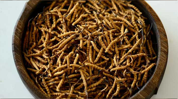 冬蟲夏草精：可輔助調理的病癥與適用邊界解析