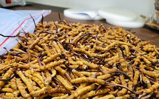 冬蟲夏草：泡水喝還是煮一下？?jī)煞N食用方式的全面對(duì)比