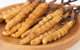 冬蟲夏草，真有那么大效果？