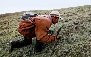 手把手教你辨別冬蟲(chóng)夏草的產(chǎn)地