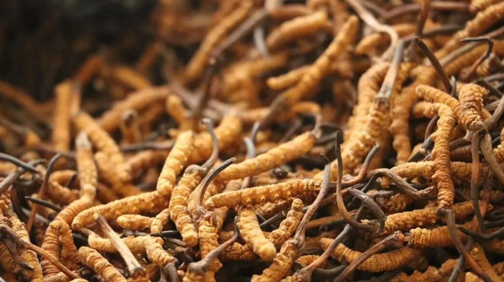 冬蟲夏草一條多少錢？單條價格的計算邏輯與實際范圍