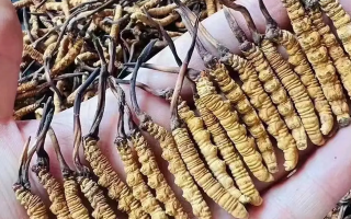 冬蟲夏草適宜哪些人群？