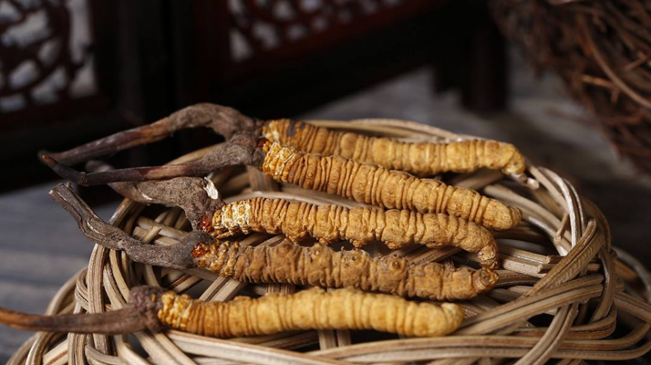 冬蟲夏草煲湯怎么煲好喝？營養(yǎng)與口感雙優(yōu)的實用指南