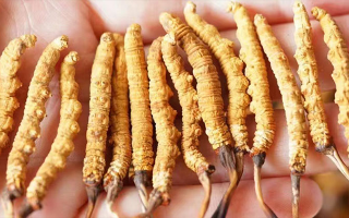 長時間喝冬蟲夏草好嗎？科學(xué)視角下的利弊與飲用指南