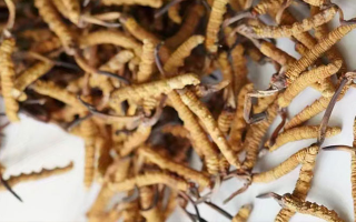 冬蟲(chóng)夏草一斤多少元一根？多因素交織下的價(jià)格探秘