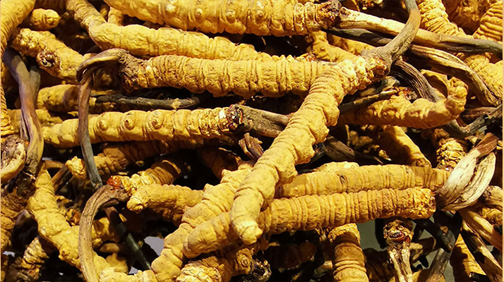 紫河車與冬蟲夏草的區(qū)別：來源、功效及適用場景解析