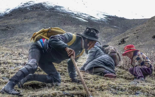 野生冬蟲(chóng)夏草產(chǎn)地在哪里？核心產(chǎn)區(qū)與品質(zhì)特點(diǎn)解析