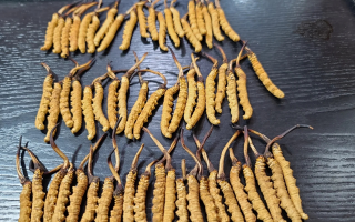 野生冬蟲夏草泡酒比例詳解：掌握黃金配比，泡出滋補好酒