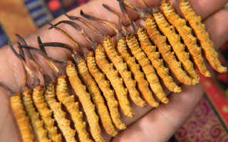 新鮮冬蟲(chóng)夏草能泡酒嗎？掌握3個(gè)關(guān)鍵，滋補(bǔ)不踩雷