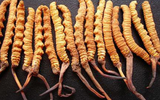  冬蟲夏草變質(zhì)啥味道？3類異味要警惕，學(xué)會(huì)辨