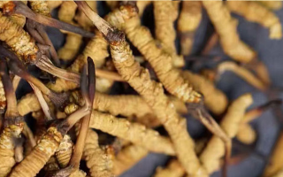 一茶杯水泡幾根冬蟲夏草？這份沖泡指南請收好