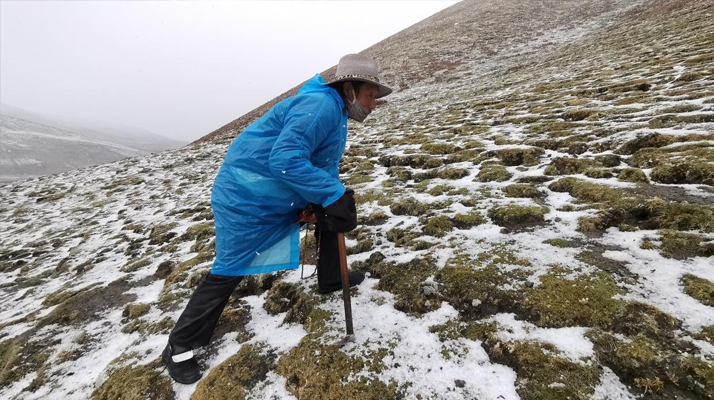 西藏挖冬蟲夏草在什么時候 