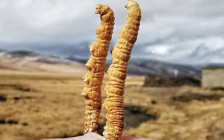 一根冬蟲夏草多少錢？2025 年價格拆解與選購指南