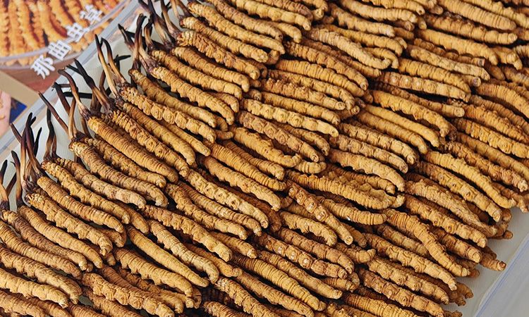 斷的冬蟲(chóng)夏草：效果是否打折？科學(xué)解讀與實(shí)用建議