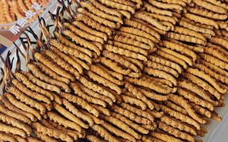 斷的冬蟲(chóng)夏草：效果是否打折？科學(xué)解讀與實(shí)用建議