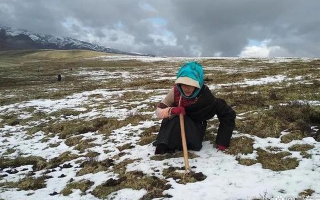 探秘冬蟲(chóng)夏草：科學(xué)尋找的實(shí)用指南