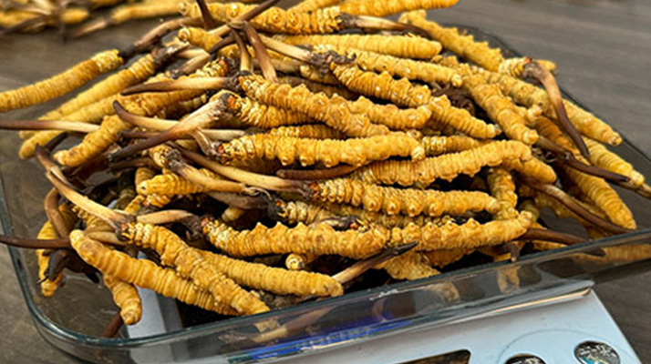 新鮮冬蟲(chóng)夏草一次吃幾根？科學(xué)用量指南來(lái)了?