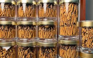 正宗冬蟲夏草能 “治” 哪些病？科學(xué)認(rèn)知其輔助調(diào)理作用