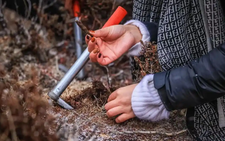 山上認(rèn)冬蟲夏草：從環(huán)境到細(xì)節(jié)，4 步避開 “偽蟲草”