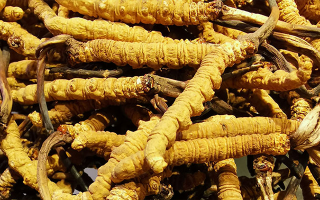 石斛與冬蟲夏草哪個(gè)好？從功效到適用場(chǎng)景的全面對(duì)比