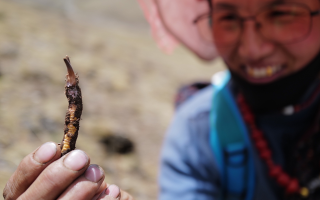 冬蟲(chóng)夏草采挖季：在雪域高原與時(shí)間賽跑