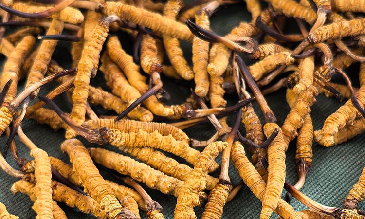 燉了二十年蟲草湯，這口感我太熟了，跟你細(xì)細(xì)說