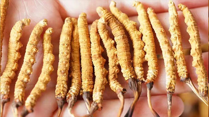 冬蟲夏草最佳購買時(shí)間：選對(duì)時(shí)機(jī)，兼顧品質(zhì)與性價(jià)比