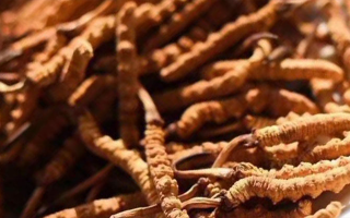 冬蟲夏草采后保存指南：鎖住營養(yǎng)，延長鮮度?