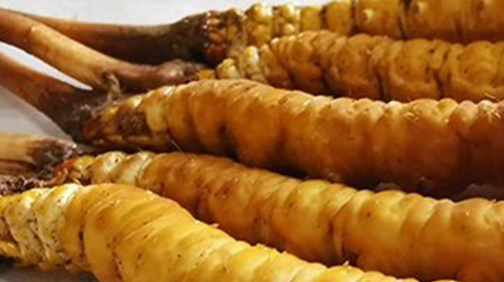 鮮冬蟲夏草可以用水洗嗎？