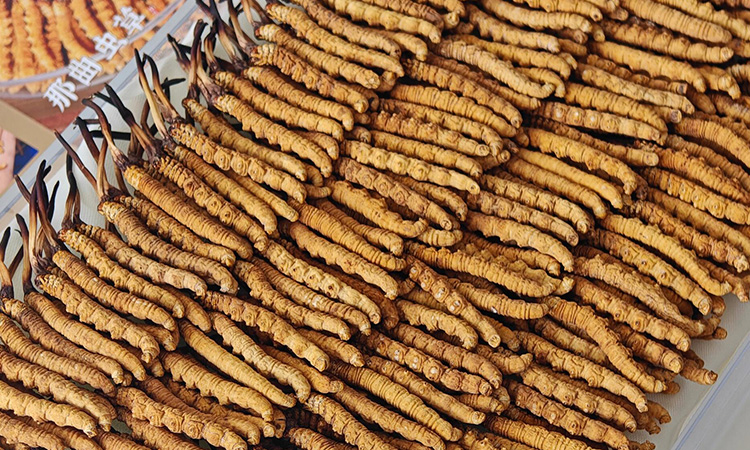 冬蟲(chóng)夏草有什么神奇的效果