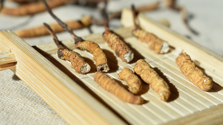 東強(qiáng)堂冬蟲(chóng)夏草有減肥效果嗎