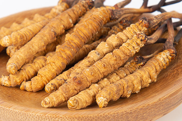  人工培育的冬蟲(chóng)夏草有哪些功效和作用？