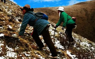  人工培育的冬蟲夏草和野生冬蟲夏草有什么區(qū)別？