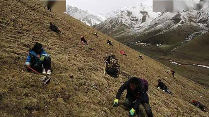 外地人能到蟲草產(chǎn)區(qū)采挖蟲草嗎？
