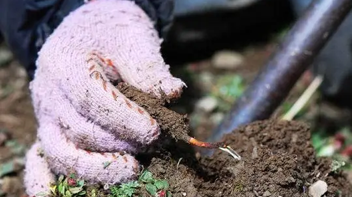 西藏那曲冬蟲夏草采挖作業(yè)標(biāo)準化流程（SOP）